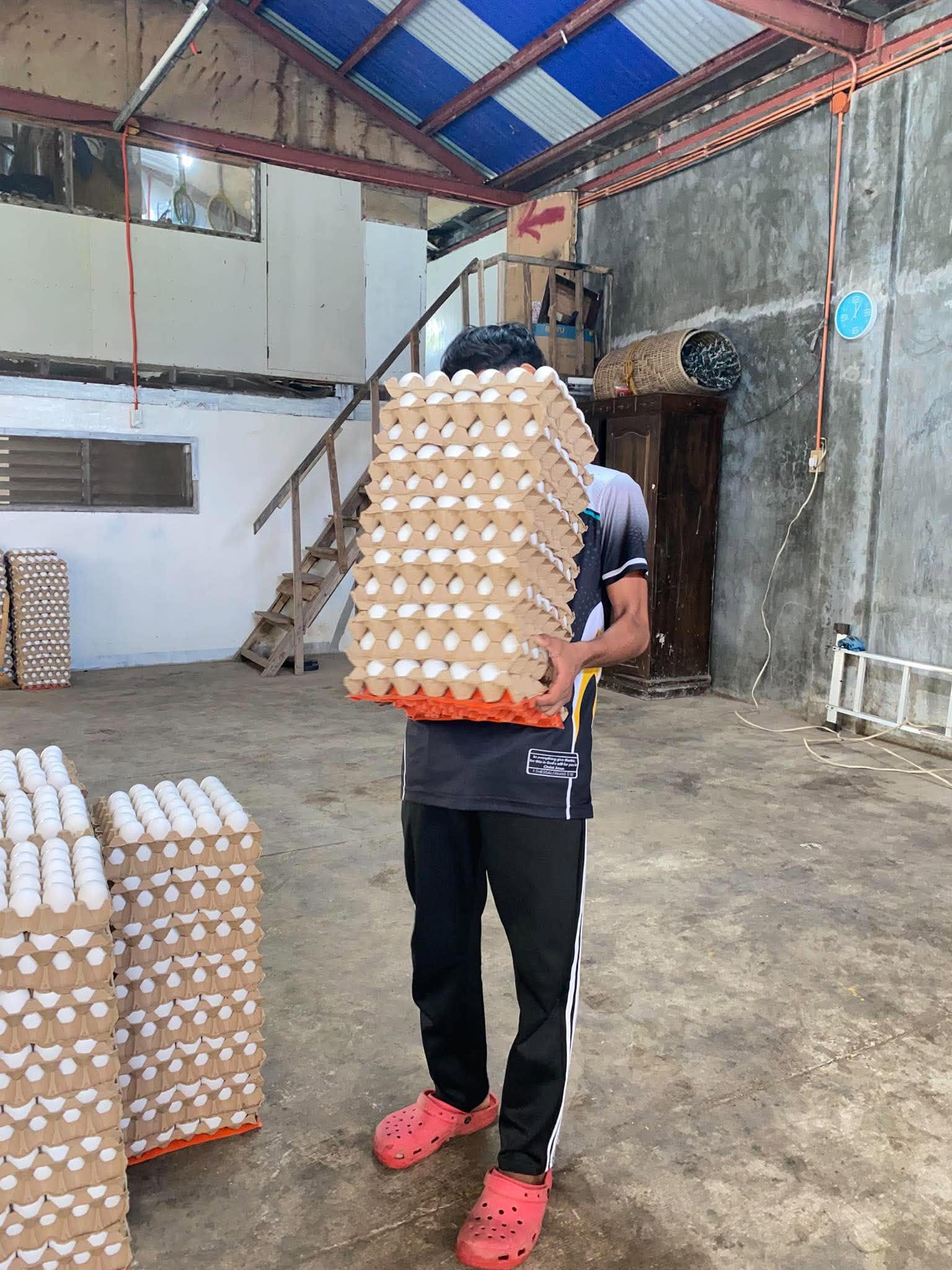 Fresh eggs in trays