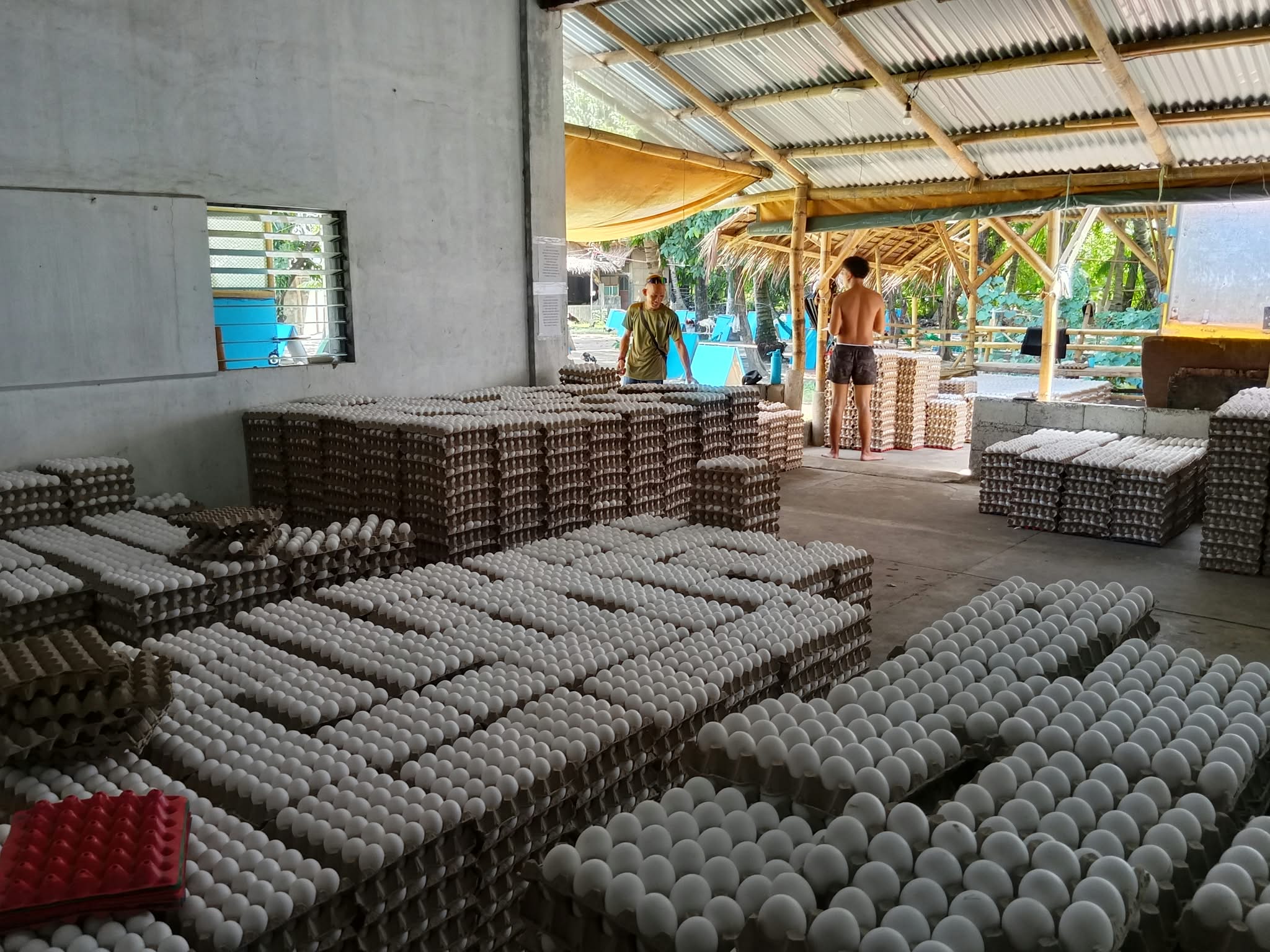 Different egg sizes